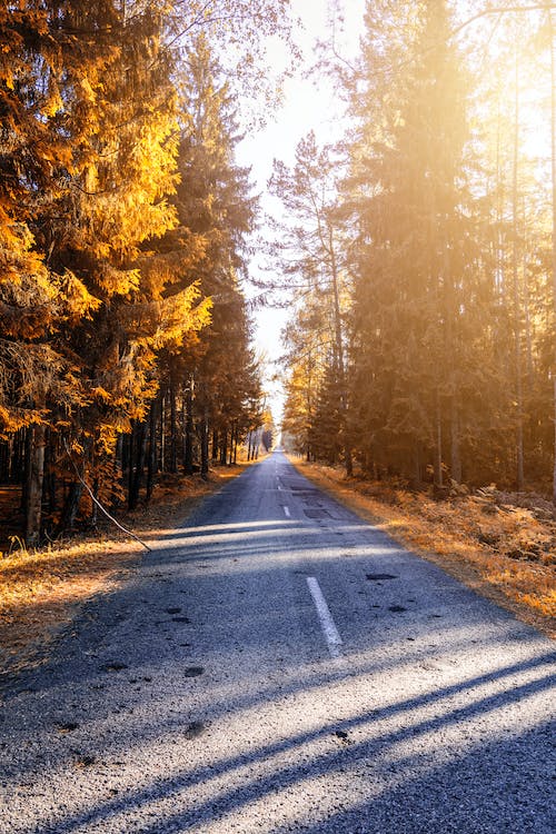 “Sunlit path through serene woods, symbolizing the clarity and direction provided by Reignmakers through comprehensive financial planning, including a health analysis, goal identification, customized strategy creation, and ongoing advice, illuminating the way to balanced and prosperous financial future.”